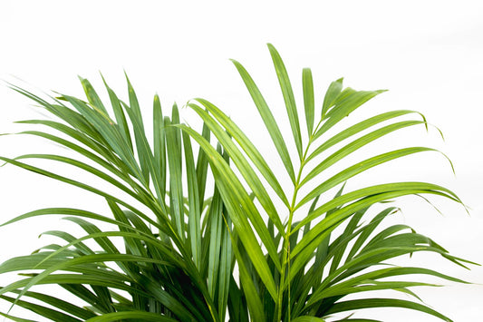 „Złota Roztańczona” – Areca Palm – 150 cm – Ø24