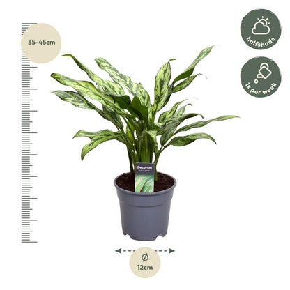 Dama w Srebrze™ – Aglaonema Juliette