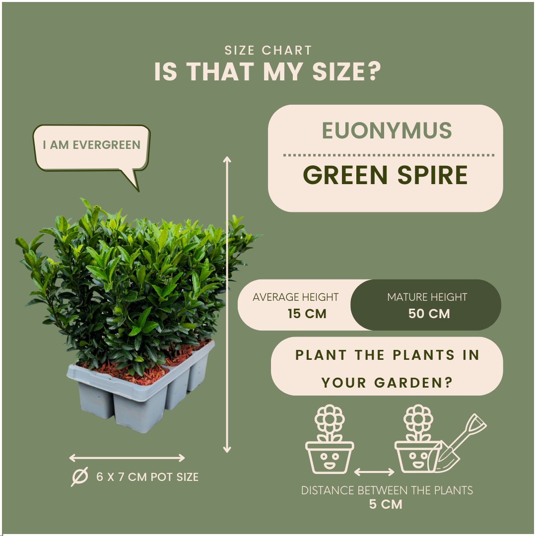 🌱 Euonymus ‘Green Spire’ – Twój prywatny zielony mur w wersji mini! 🌱