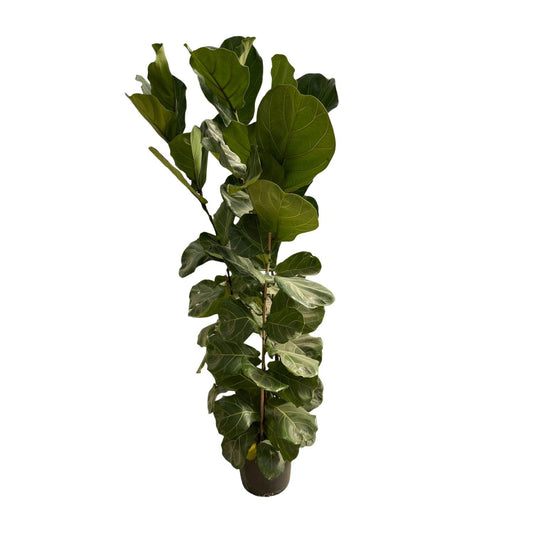 Ficus Lyrata™ – Król Geigenowej Dżungli 🎻👑