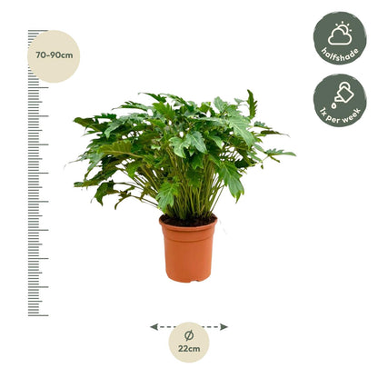 Philodendron Xanadu™ – Zielony Architekt Twojego Wnętrza