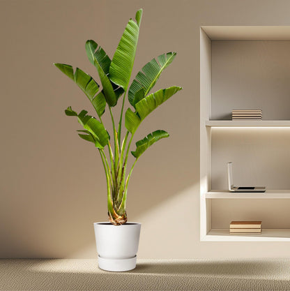 Strelitzia Augusta™ – Królowa Dżungli XXL 👑🌴