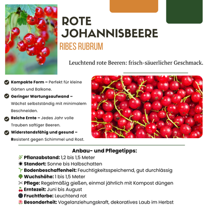 Owocowa Oaza™ – Zestaw BIO roślin owocowych