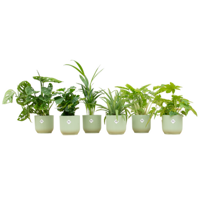 🎁 „Botanic Mystery Box™” – 6 roślin + elho Vibes Fold Round Ø14 w kolorowej mieszance 🌿