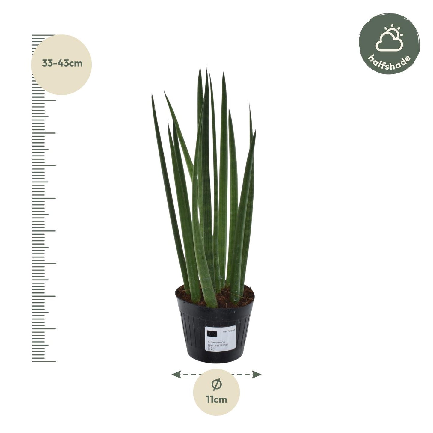 Roślinna Katana™ – Sansevieria Mikado