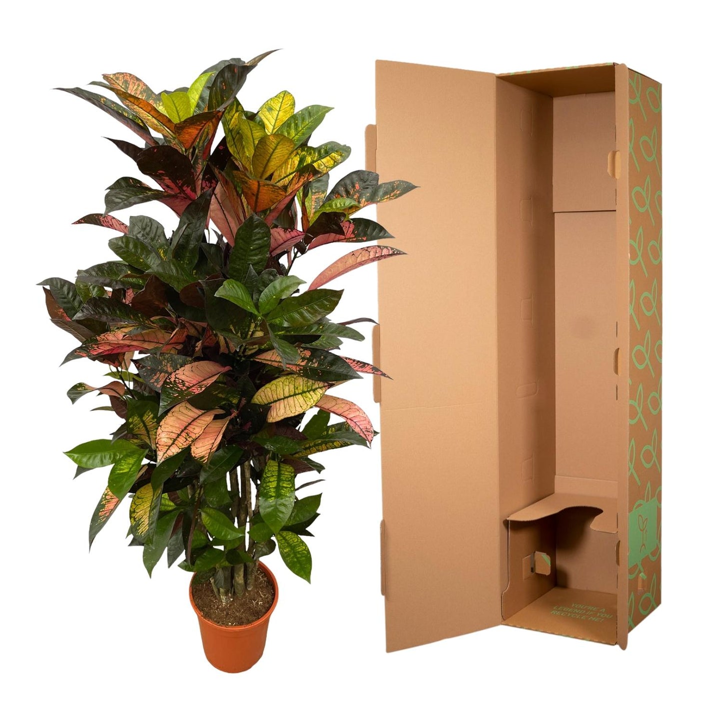 Codiaeum Iceton™ – Kolorowa Diva Showbiznesu 🎭🌈
