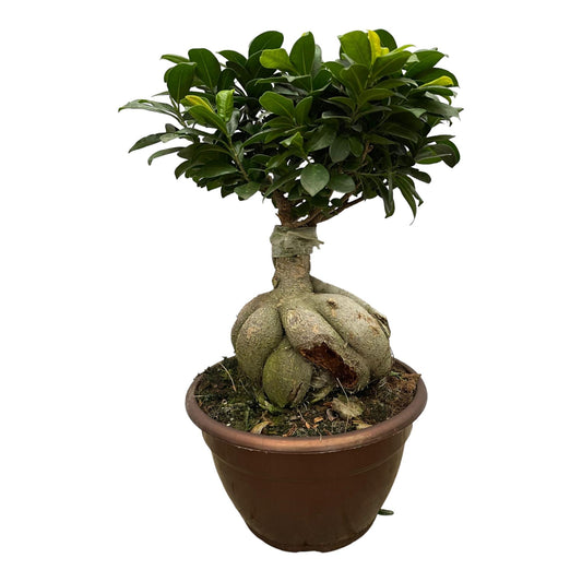 „Mały Mistrz Bonsai” – Ficus Microcarpa Ginseng – 50 cm – Ø25