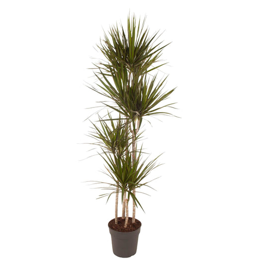 „Czerwona Smocza Królowa” – Dracaena Marginata – 180 cm – Ø27