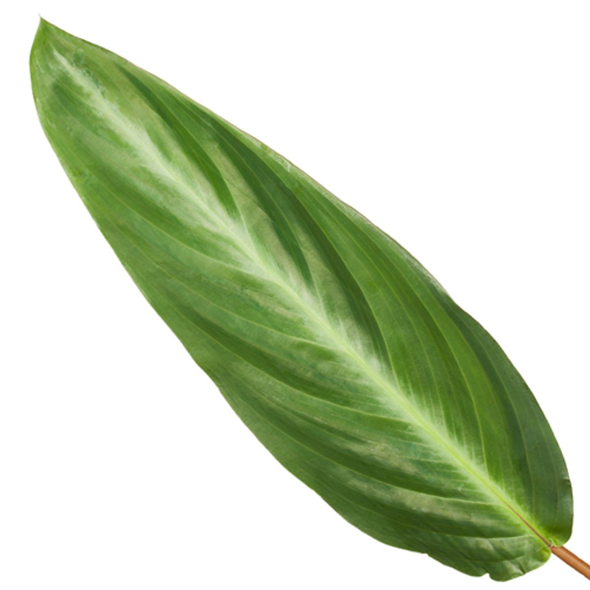 Pasiak Gwiezdny™ – Calathea, która ma styl lepszy niż Twoja tapeta