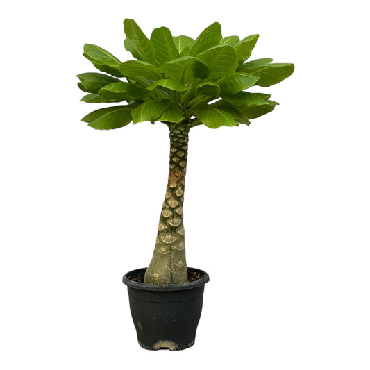 Birghamia Insignis™ – Hawajska Królowa Plaży 🏝️👑