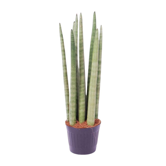 „Spaghetti Verde” – Sansevieria cylindrica ‘Spaghetti’ – 40 cm – Ø10,5 cm