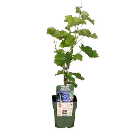 Owocowa Oaza™ – Zestaw BIO roślin owocowych