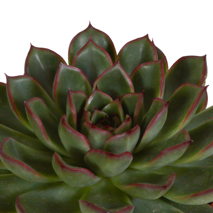 „Trio Sukulentowych Gwiazd” – Echeveria Mix – 3x – Ø10,5 cm – w białych doniczkach