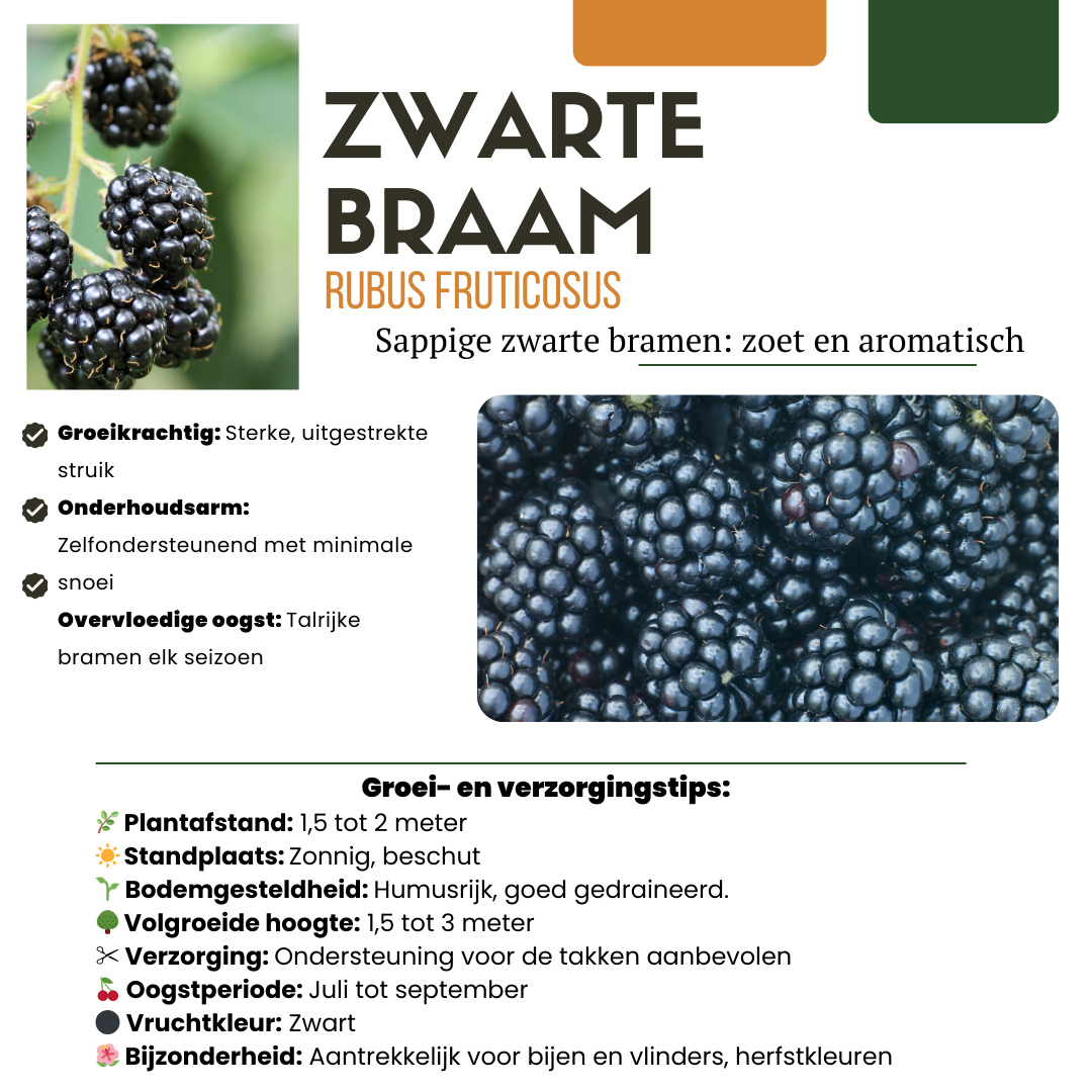 Frutti Szmugler™ – BIO Zestaw Owocowych Kusicieli