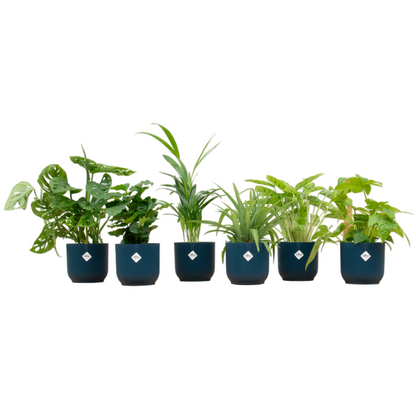 🎁 „Botanic Mystery Box™” – 6 roślin + elho Vibes Fold Round Ø14 w kolorowej mieszance 🌿