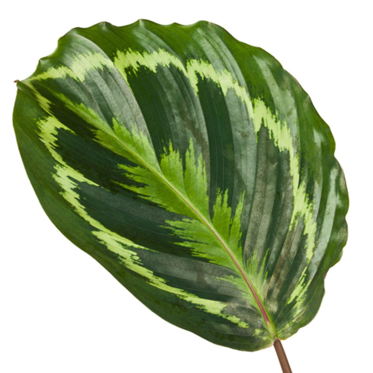 Medalionowa Królowa™ – Calathea Medallion