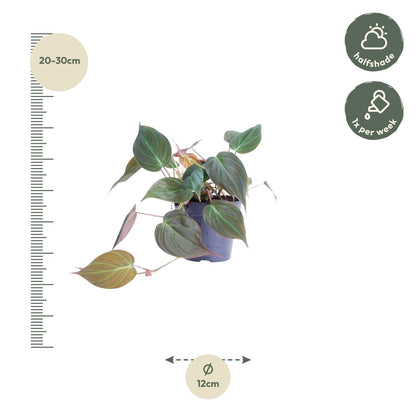 Philodendron Micans™ – Aksamitne Serduszko 💚✨