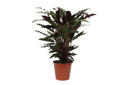 FalaListka™ – Calathea, która faluje jak tropikalne radio