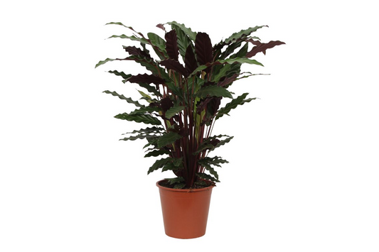 FalaListka™ – Calathea, która faluje jak tropikalne radio
