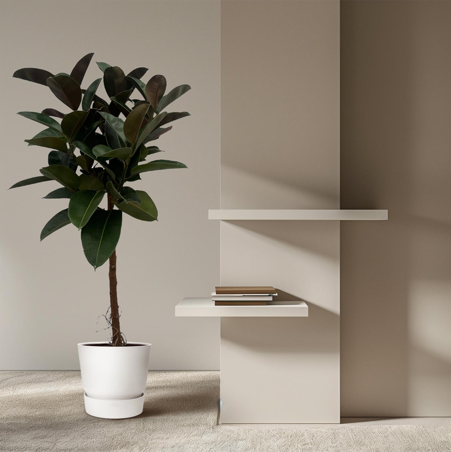Figowy Boss™ – Ficus Elastica Robusta na pniu