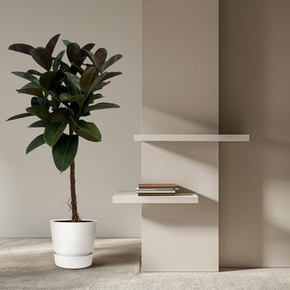 Figowy Boss™ – Ficus Elastica Robusta na pniu