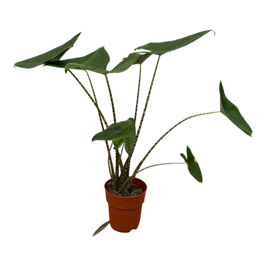 Alokazja „Zebrasto™” – 80 cm – Ø21 cm