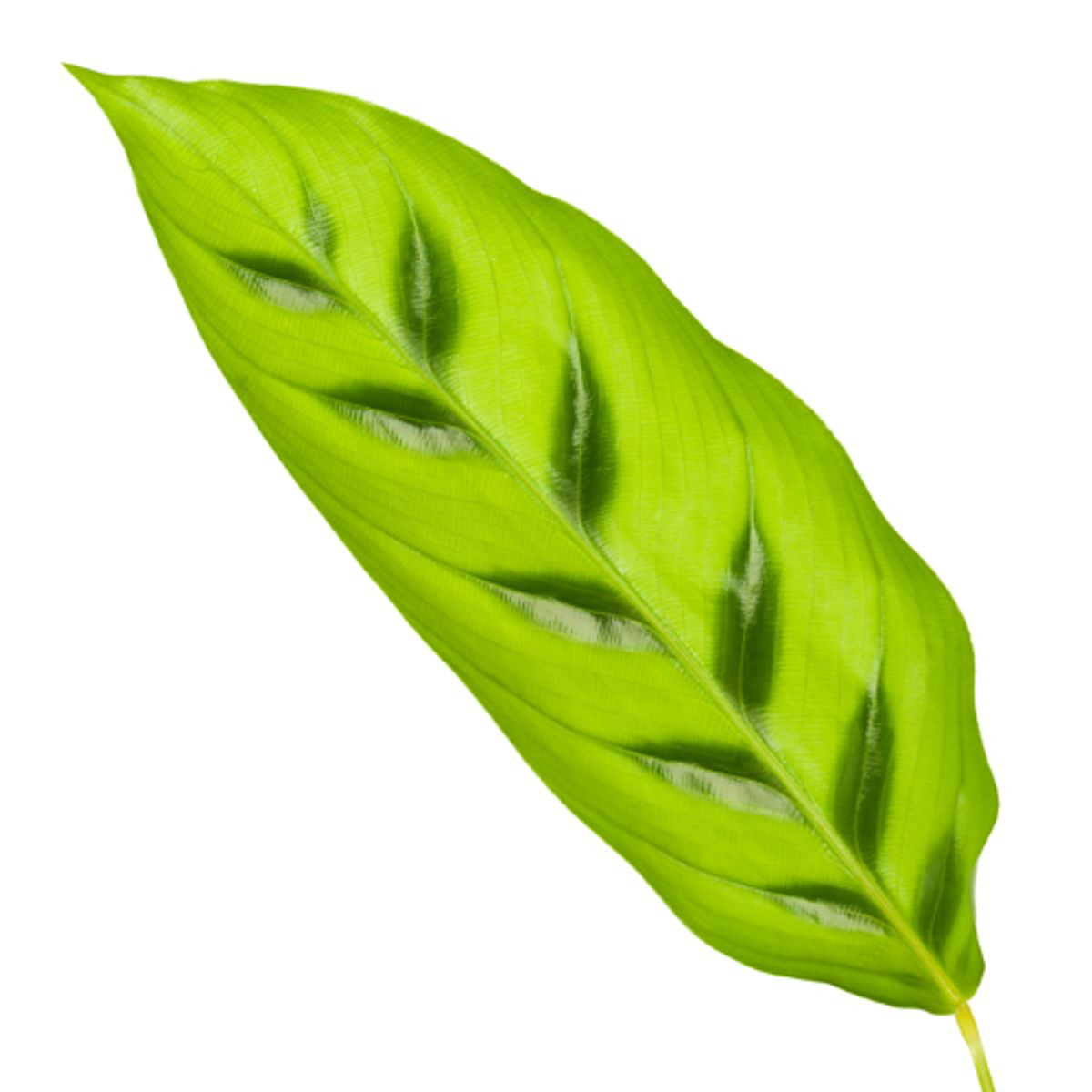 Calathea Leopardina™ – Zielona Panterka w Doniczce