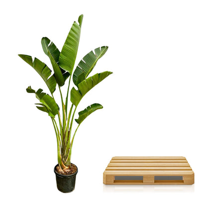 Strelitzia Augusta™ – Królowa Dżungli XXL 👑🌴