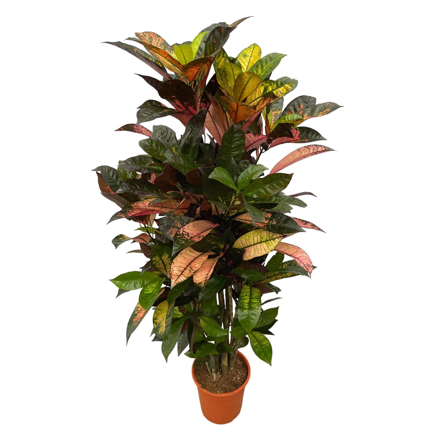 Codiaeum Iceton™ – Kolorowa Diva Showbiznesu 🎭🌈