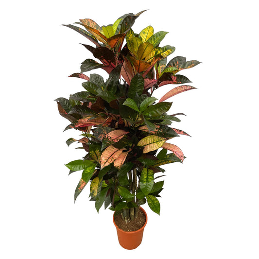 Codiaeum Iceton™ – Kolorowa Diva Showbiznesu 🎭🌈