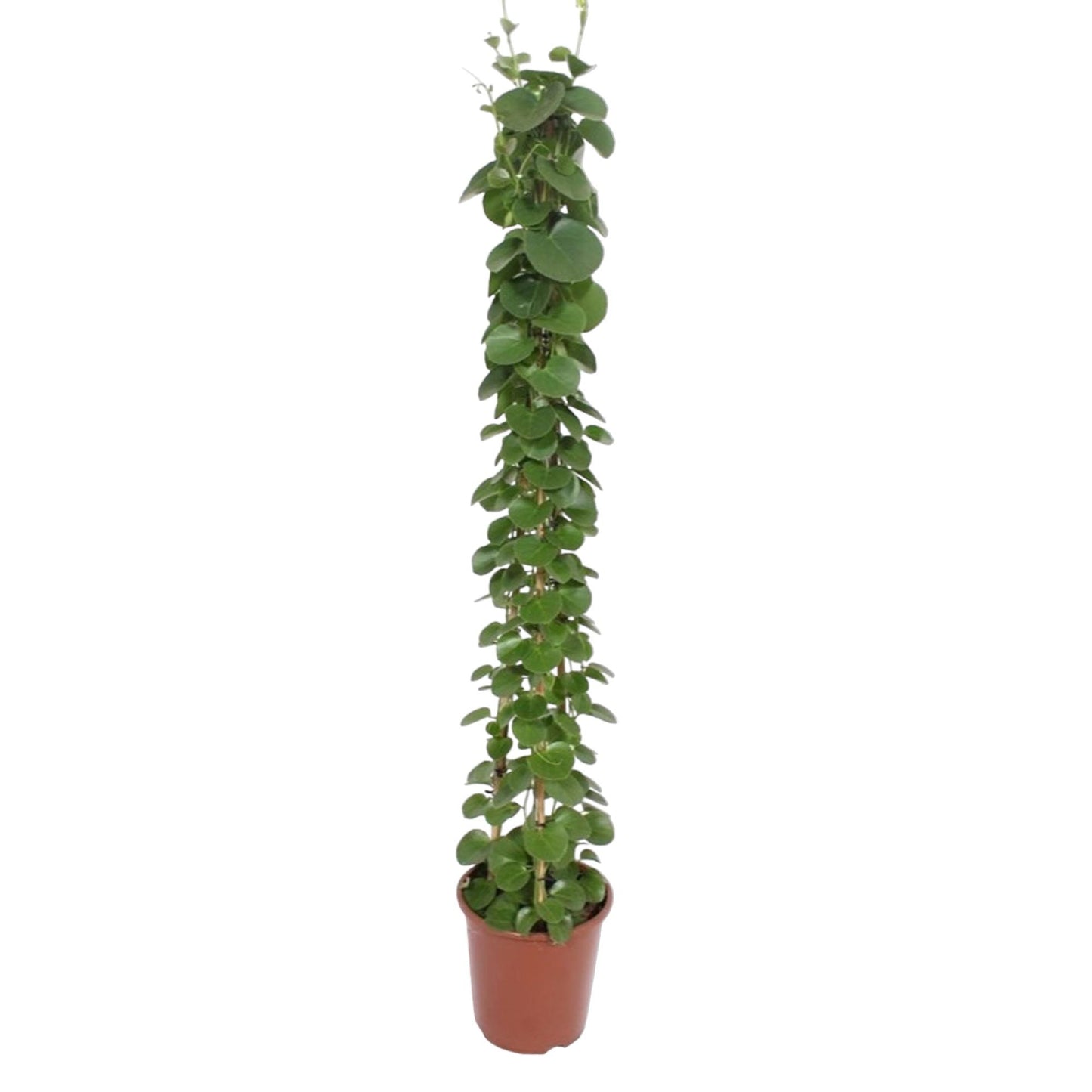 „Zielona Piramida” – Cissus rotundifolia – 160 cm – Ø27