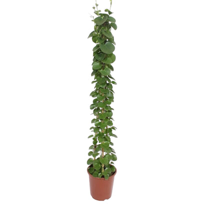 „Zielona Piramida” – Cissus rotundifolia – 160 cm – Ø27