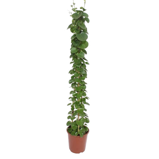 „Zielona Piramida” – Cissus rotundifolia – 160 cm – Ø27
