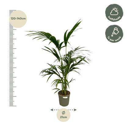 „Arystokratka Tropików” – Kentia Palm – 130 cm – Ø21