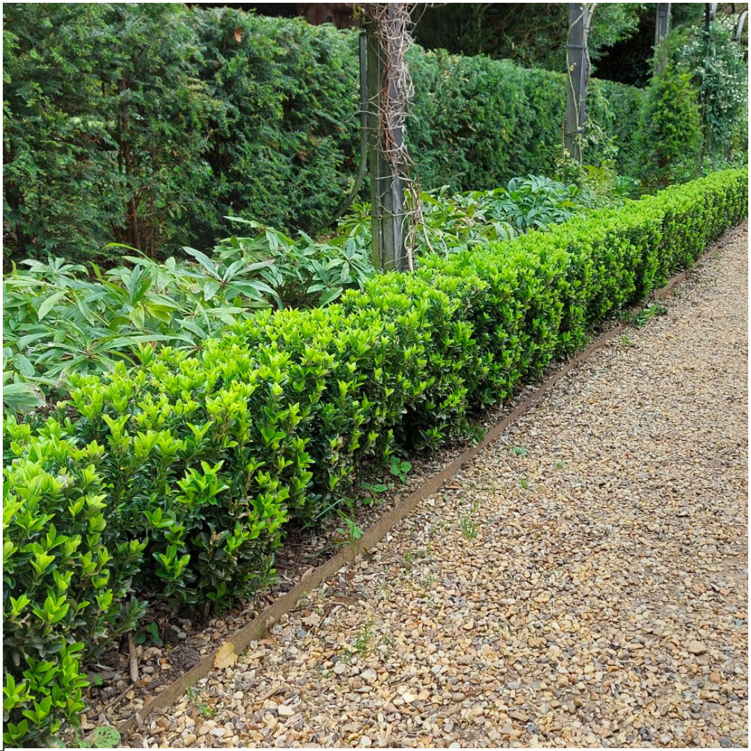 🌱 Euonymus ‘Green Spire’ – Twój prywatny zielony mur w wersji mini! 🌱