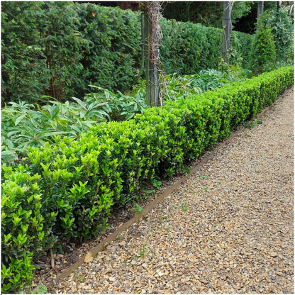 🌱 Euonymus ‘Green Spire’ – Twój prywatny zielony mur w wersji mini! 🌱