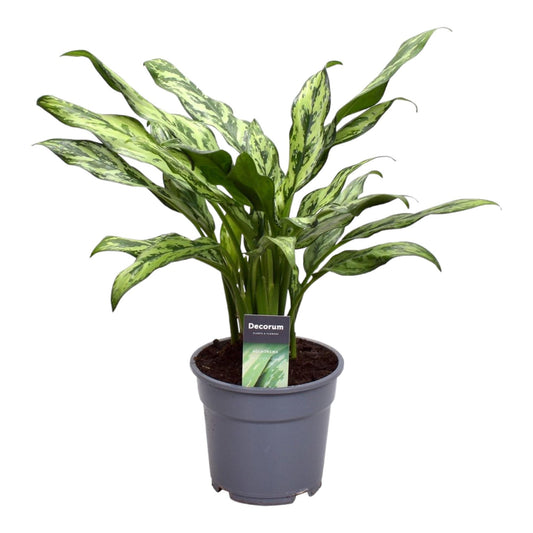Dama w Srebrze™ – Aglaonema Juliette