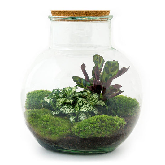 Teddy™ – A Micro-Garden as Cozy as a Teddy Bear