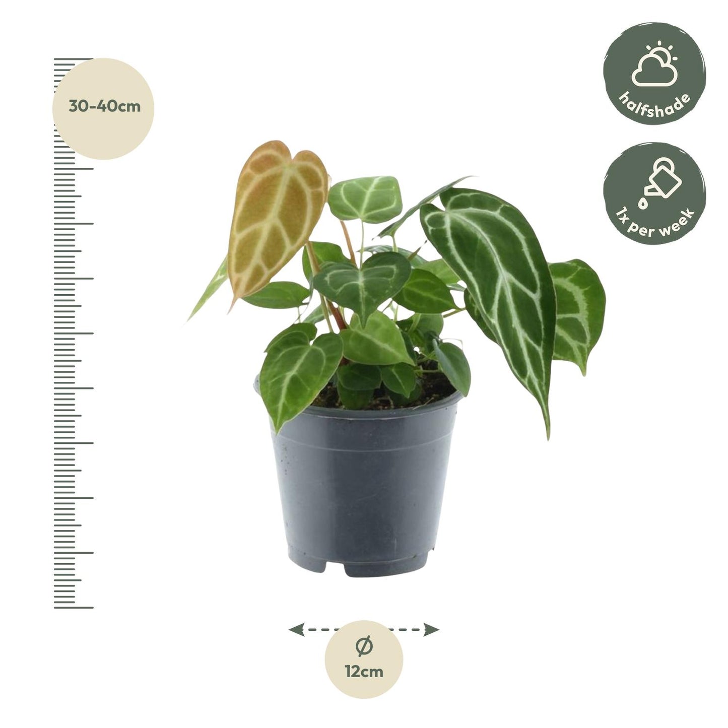 Roślinne Serce™ – Anthurium Crystallinum