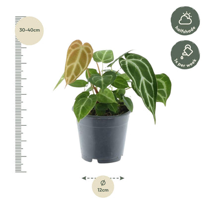 Roślinne Serce™ – Anthurium Crystallinum