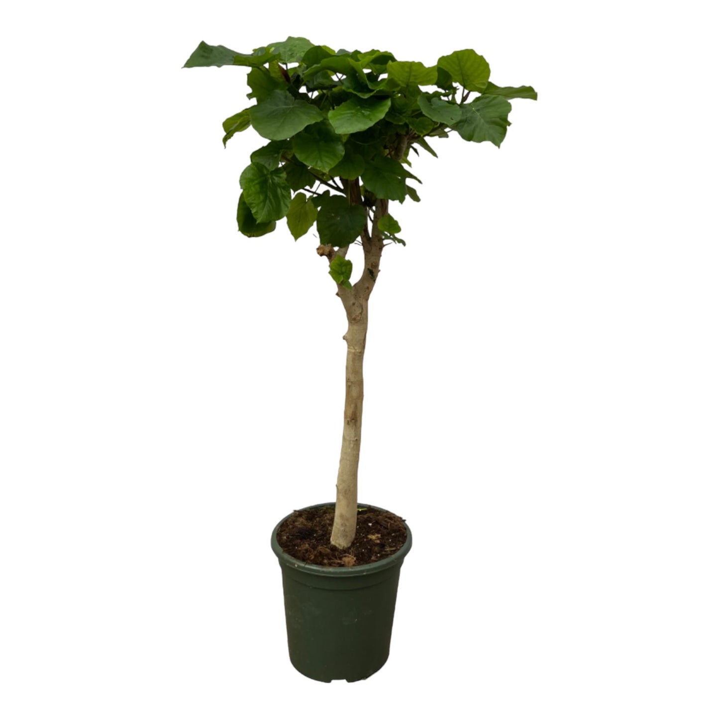 🌿 Fikus „Serce Domu™” – na pniu – 180 cm – Ø30 cm 💚
