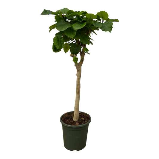 🌿 Fikus „Serce Domu™” – na pniu – 180 cm – Ø30 cm 💚