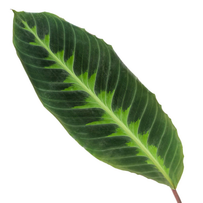 Pluszowa Księżniczka™ – Calathea Warscewiczii