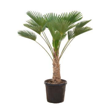 🌴 Palma „Wagner – Strażnik Tarasu™” – 130 cm 🏝️